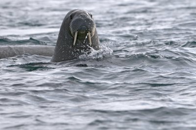Walrus