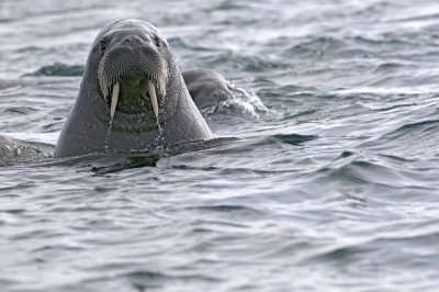 Walrus