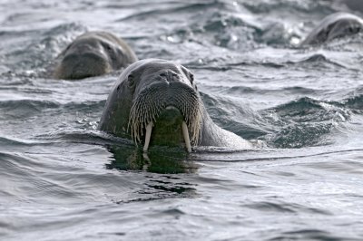 Walrus