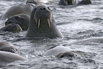Walrus