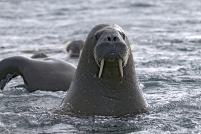 Walrus