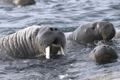 Walrus