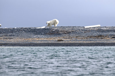 Polar Bear