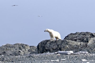 Polar Bear