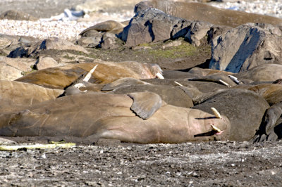 Walrus resting