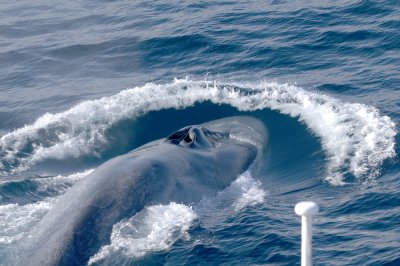 Blue Whale