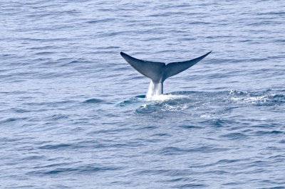 Whale Tail