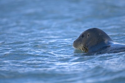 Bearded Seal