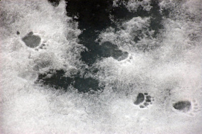 Polar bear footprint-80 deg north