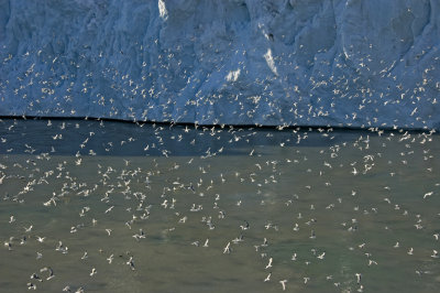 Kittiwakes