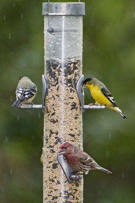 Finch Family Members