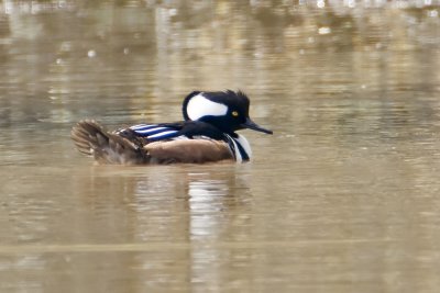 Hooded Merganser