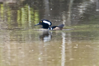 Hooded Merganser