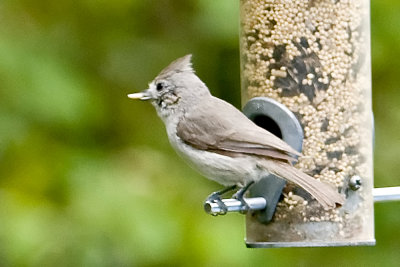 Oak Titmouse