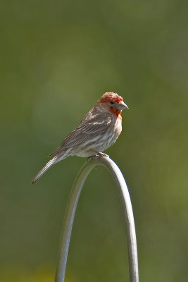 House Finch