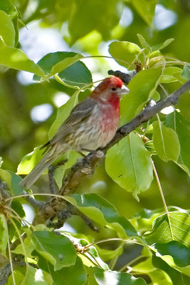 House Finch