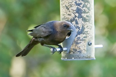  Cowbird