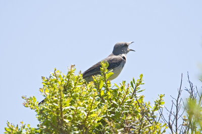 Northern Mockingbird