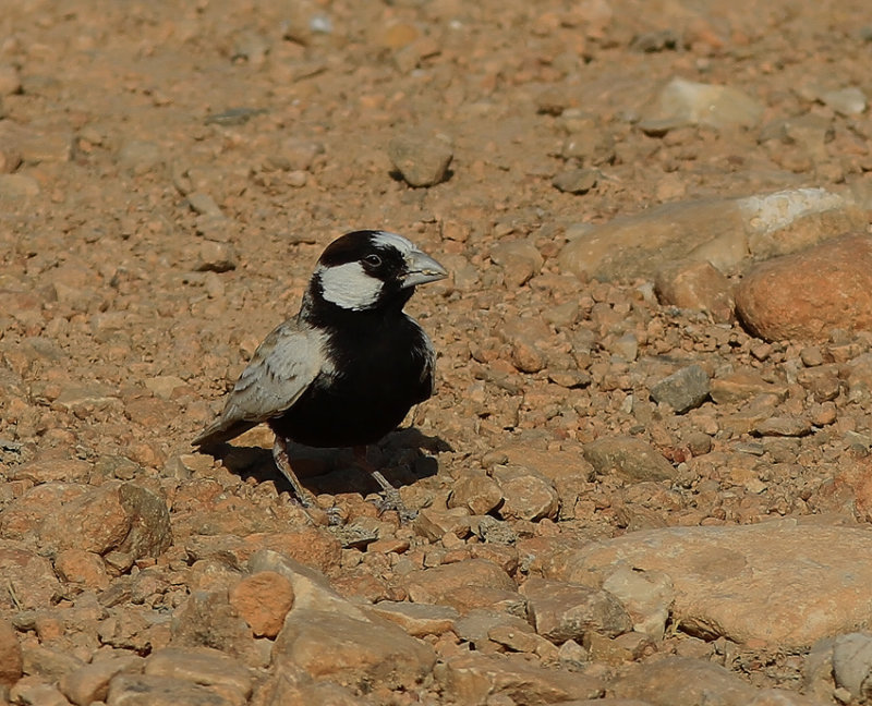 Black-crowned Finch Lark.