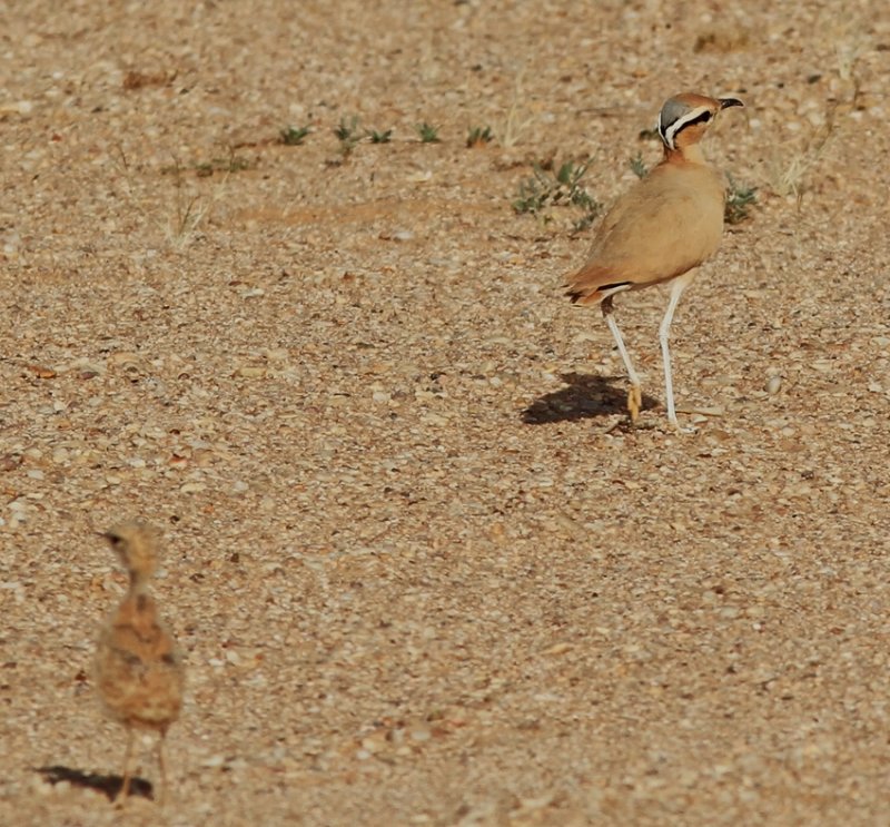 Cream-coloured Courser.