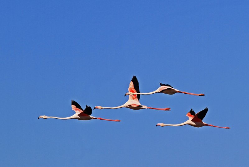 Greater Flamingo Dakhla