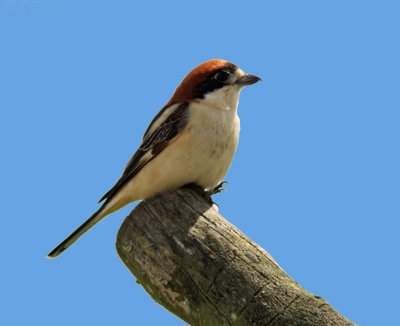 RödhuvadtörnskataWoodchat Shrike Spanien