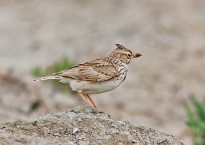 LagerlärkaThekla Lark Spanien
