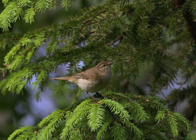 Gransångare Chiffchaff