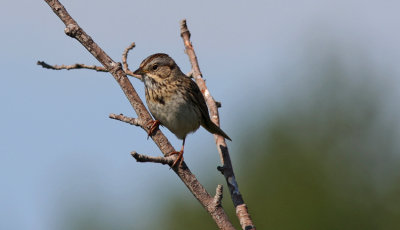 Lincolns Sparrow