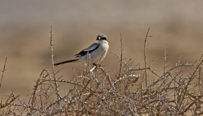 Varfågel koenigi Grey Shrike Fuerteventura