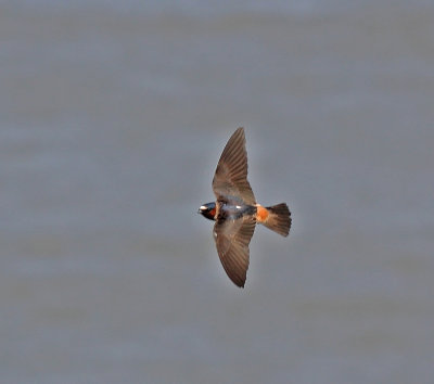 Cliff Swallow