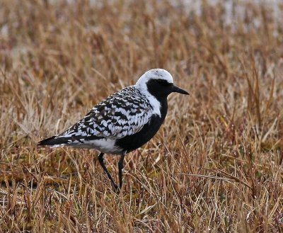 Black-bellied Plover