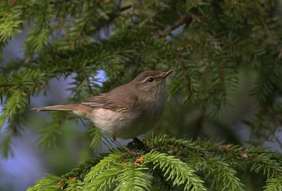 Gransångare common Chiffchaff