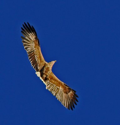 Havsrn White-tailed Eagle Uppland