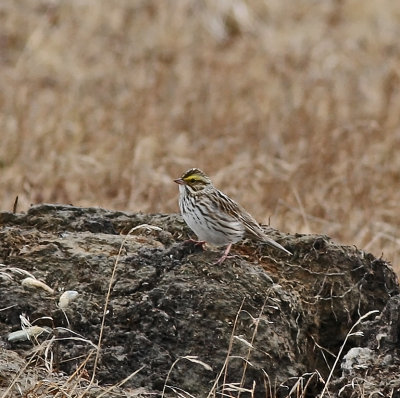 Savannah Sparrow