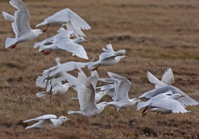 Vittrut Glaucous Gull