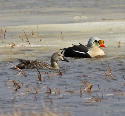 Praktejder King Eider.