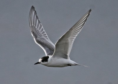 Silvertrna Arctic Tern Skne