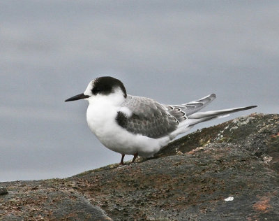 Silvertrna Arctic Tern