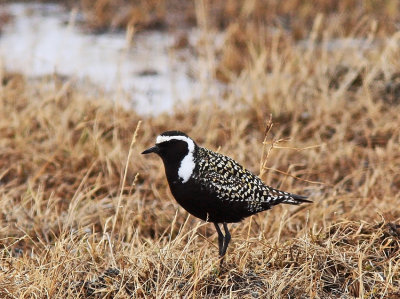 Amerikansk Tundrapipare A.Golden-Plover