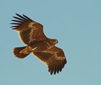 Steppe Eagle  Oman