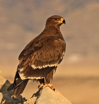 Oman Steppe Eagle