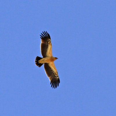 Greater Spotted Eagle fulvescens