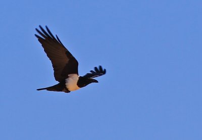 Pied Crow Western Sahara
