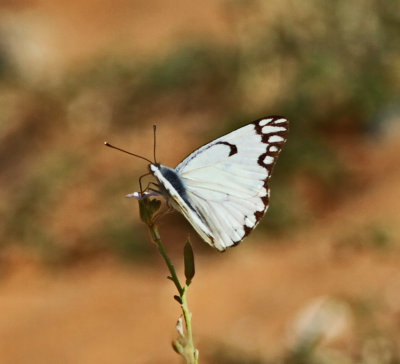 Butterfly W.S