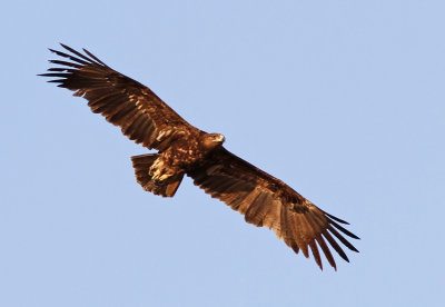 Greater Spotted Eagle Oman