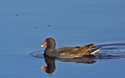 Common Moorhen Tby