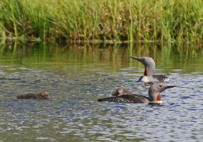 Red-throated Loon