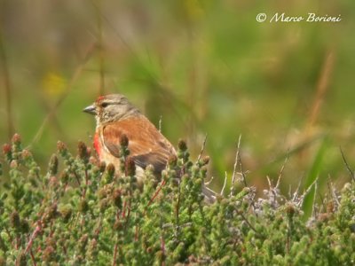 Fanello (Carduelis cannabina).jpg