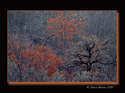 Autunno-marchigiano-035.jpg